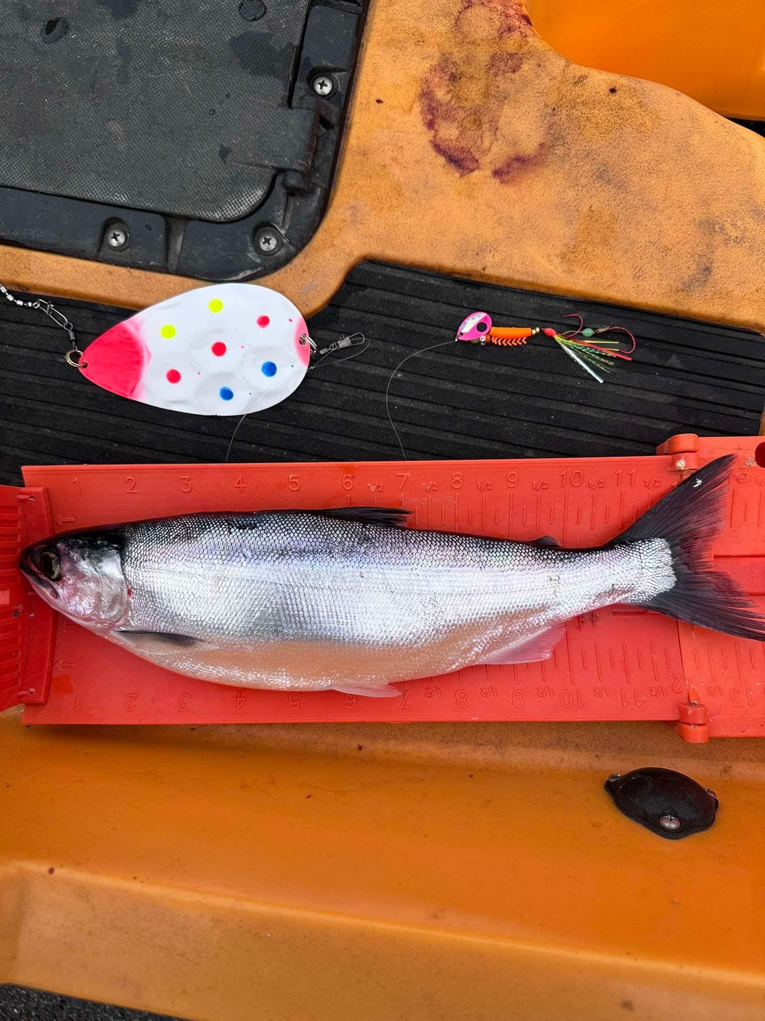 Silver kokanee on a measuring board with two Duskcraft lures staged above on a kayak deck